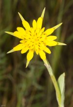 Salsify-1863.jpg