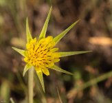 Salsify-1875.jpg