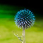 Thistle.jpg