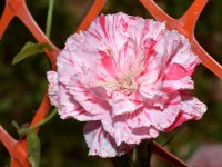 Carnation.jpg
