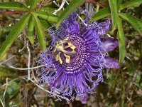 Passiflora.jpg