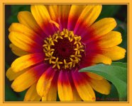 Pink, Red, and Yellow Zinnia.jpg