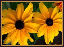 Indian Summer Gloriosa Daisy 2015.jpg