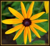 Single Gloriosa Daisy.jpg