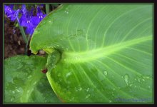 Cannas Leaves.jpg