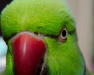 DSC_1033-Kiwi July 2015 -0004-2015-07-16T08_52_32.jpg