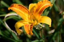 backyard flowers-.jpg