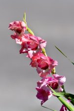 backyard flowers--2.jpg