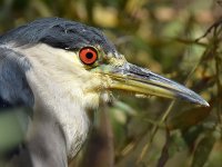BlackHeron3.jpg