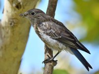 Bluebird4.jpg