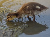 Ducklings2.jpg