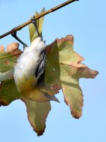 Oriole.jpg