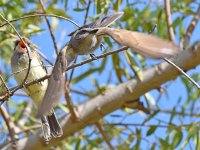 Kingbird.jpg