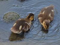 Ducklings.jpg