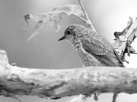 BluebirdBW.jpg