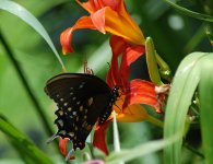 Butterfly on Daylilly.jpg