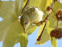 YellowWarbler5.jpg