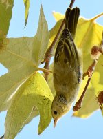 YellowWarbler6.jpg
