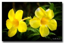 flower-after-rain.jpg
