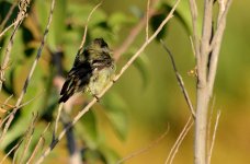 17th July 2015 026.JPG