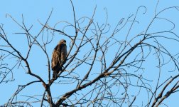 17th July 2015 015.JPG