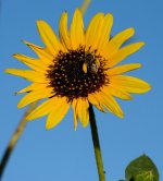 17th July 2015 035.JPG