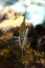 17th July 2015 039.JPG