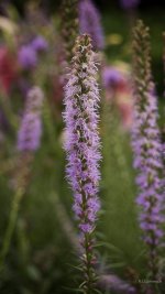 _AAA5778 - Version 2.jpg