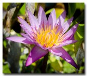 flowers-2.jpg