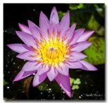flowers-3.jpg