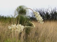 yucca-curve-cr.jpg
