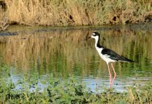 17th July 2015 090.JPG