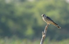 17th July 2015 064.JPG