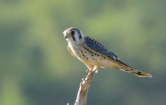 17th July 2015 065.JPG