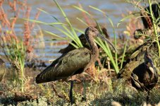 17th July 2015 082.JPG