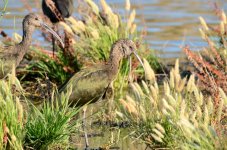 17th July 2015 086.JPG