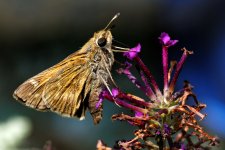 DSC_3031_DxO.jpg