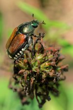 DSC_3044_DxO.jpg