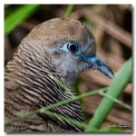 bird-head-1.jpg