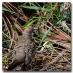 bird-walking-1.jpg