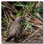 bird-walking-2.jpg