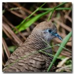 bird-walking-3.jpg