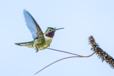 Hummer-22.jpg