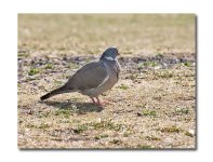 DSC_0159.jpg