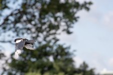 DSC_0123.jpg