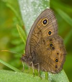 moth-2013.jpg