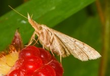 moth-2037.jpg