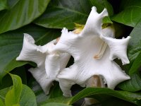 Grandiflora2.jpg