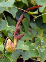 Aristilochia3.jpg