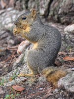 Squirrel.jpg